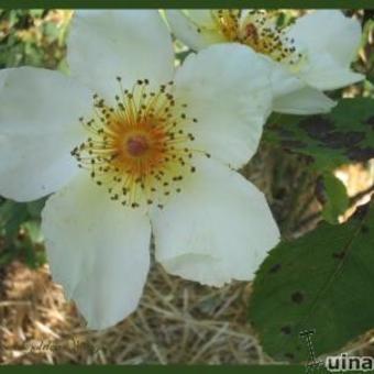 Rosa 'Golden Wings'