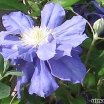 Clematis 'Kiri Te Kanawa'