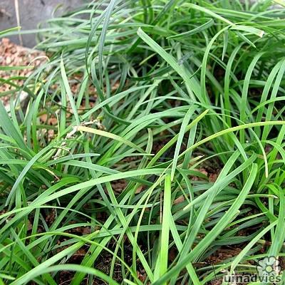 Ophiopogon planiscapus