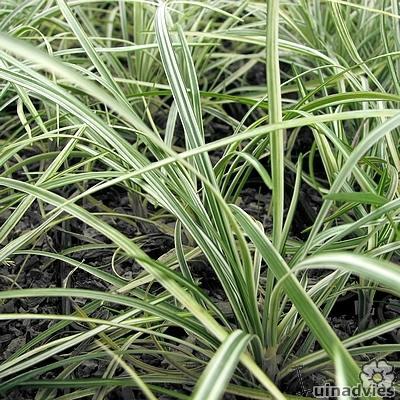 Ophiopogon japonicus 'Silver Mist' 