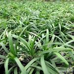 Ophiopogon japonicus 'Nanus' - 