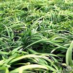 Ophiopogon jaburan - 