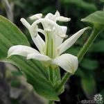 Tricyrtis hirta 'Alba' - 