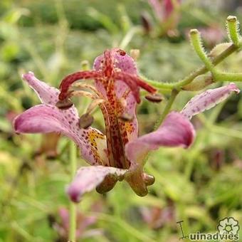 Tricyrtis hirta 'Gilt Edge'