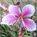 Gaura lindheimeri 'Pink Dwarf' - 