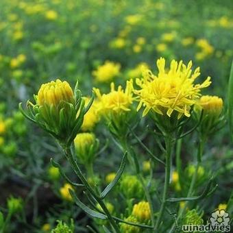 Aster linosyris