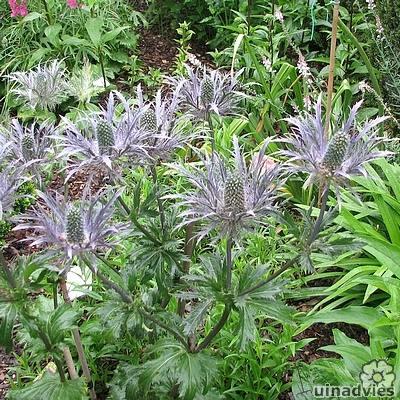 Eryngium alpinum 'Blue Star' - Eryngium alpinum 'Blue Star'