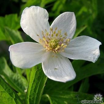 Anemone canadensis