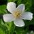 Anemone canadensis