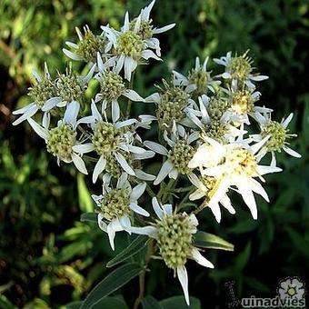 Aster umbellatus