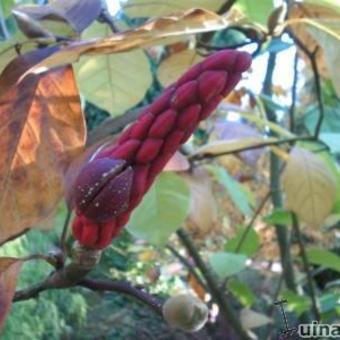 Magnolia 'Mary Nell'