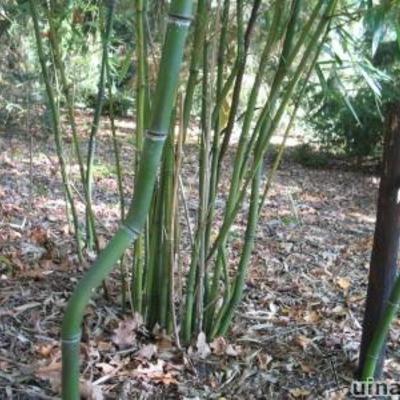 Phyllostachys aureosulcata - 