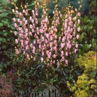 Aconitum 'Pink Sensation'