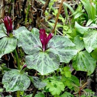 Trillium sessile - 