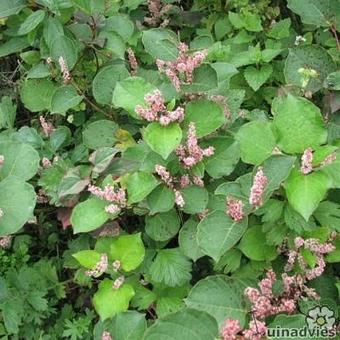 Fallopia japonica var.compacta