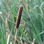 Typha latifolia - Massette à larges feuilles - Typha latifolia