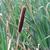 Typha latifolia