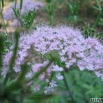 Chaerophyllum hirsutum - Cerfeuil hirsute