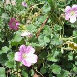 Erodium variabile - 