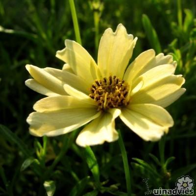 Coreopsis 'Creme Brûlée' - Coreopsis 'Creme Brûlée'