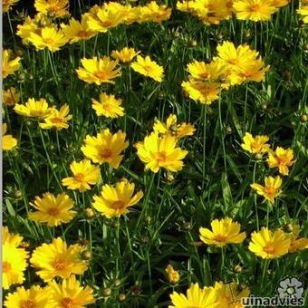 Coreopsis grandiflora 'Flying Saucers'