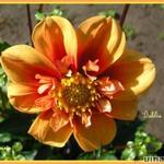 Dahlia 'Esther' - 