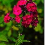 Phlox Paniculata 'Kirchenfürst' - 