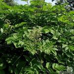 Aralia racemosa - 