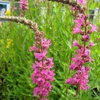 Lythrum salicaria 'Morden Pink'