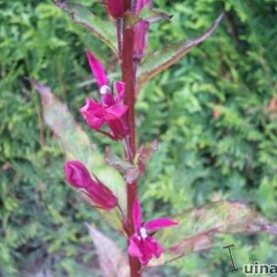 Lobelia x speciosa 'Tania' - Lobelia x speciosa 'Tania'