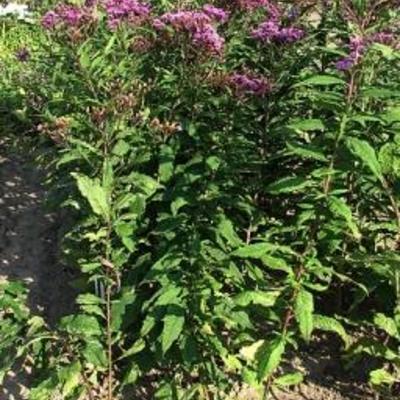 Hohe Scheinaster - Vernonia gigantea