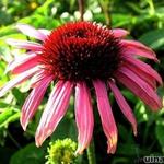 Echinacea purpurea 'Twilight' - 