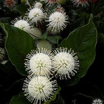 Cephalanthus occidentalis