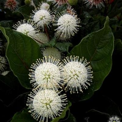 Knopfbuch - Cephalanthus occidentalis