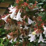 Abelia x grandiflora - ABÉLIE