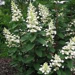 Hydrangea paniculata ‘Great Escape’ - 