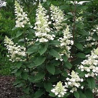 Hydrangea paniculata ‘Great Escape’