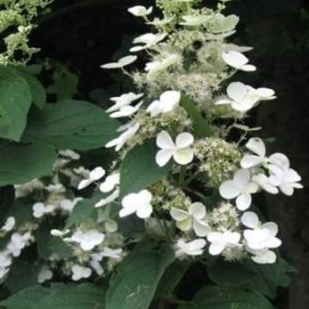 Hydrangea paniculata `White Moth` 