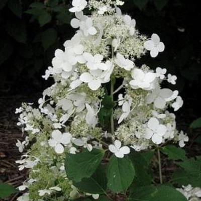 Hydrangea paniculata 'Brussels Lace' - 