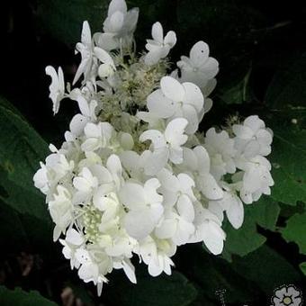 Hydrangea paniculata 'Ammarin'