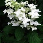 Hydrangea paniculata 'Unique' - 