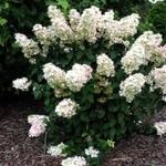 Hydrangea paniculata 'Pink Lady' - 