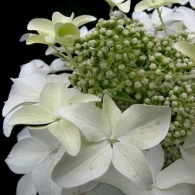 Hydrangea paniculata 'Degudo' - 