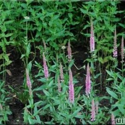 Veronica longifolia 'Pink Damask' - Veronica longifolia 'Pink Damask'