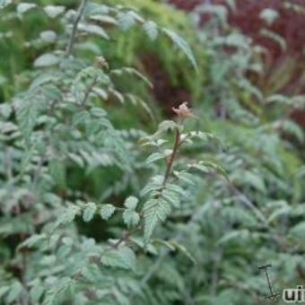 Rubus thibetanus `Silver Fern`