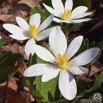 Sanguinaria canadensis - Kanadische Blutwurz