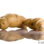 Solanum tuberosum - Kartoffel