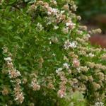 Abelia chinensis - Chinesische Abelie