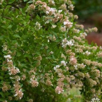 Abelia chinensis