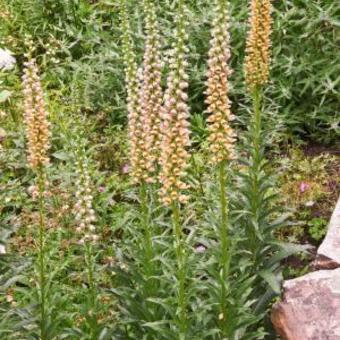 Digitalis lanata